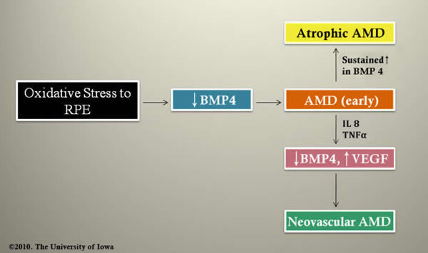 Figure 6. (see text) When retinal pigment epithelial cells undergo oxidative stress, BMP4 expression is increased
