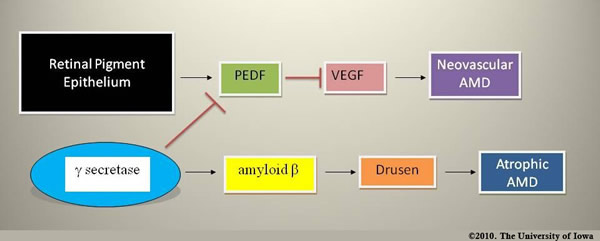 Figure 5, see text. PEDF is a known antagonist of VEGF