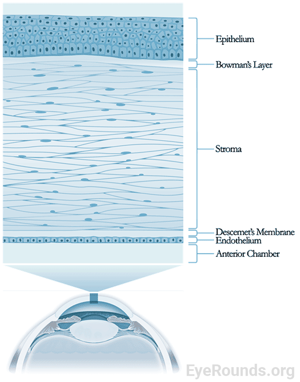 Pictograph demonstrating the 5 layers of the cornea.