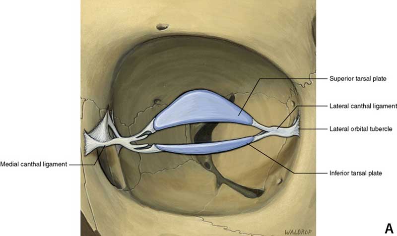 Orbital Compartment Syndrome Curriculum