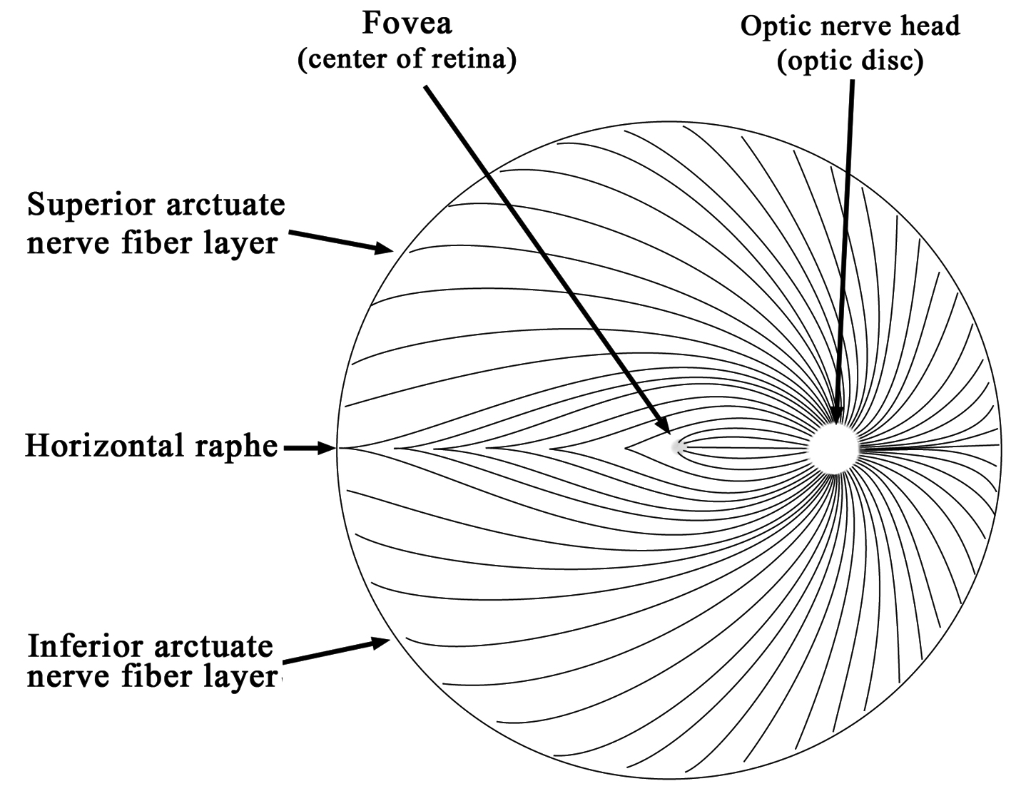 Optic Nerve Head Diagram Optic Nerve Head Diagram