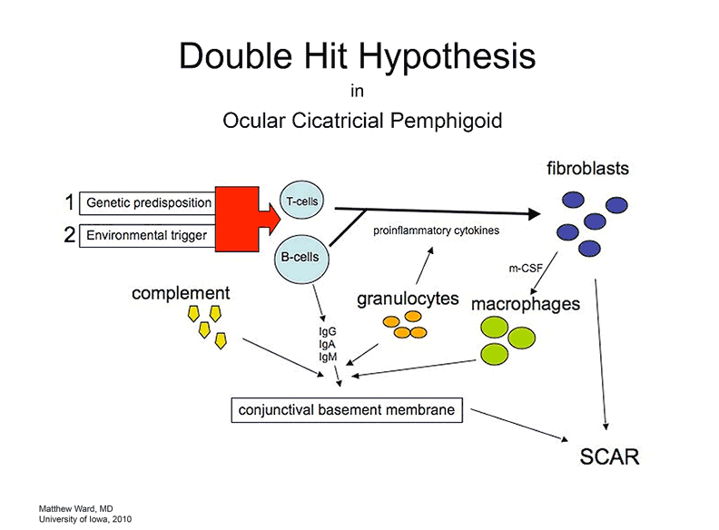 Figure 4, read caption for details