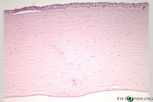 histopathology