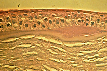 Fig 1 B Histology