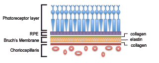 Diagram representing the layers of the eye important in AMD 