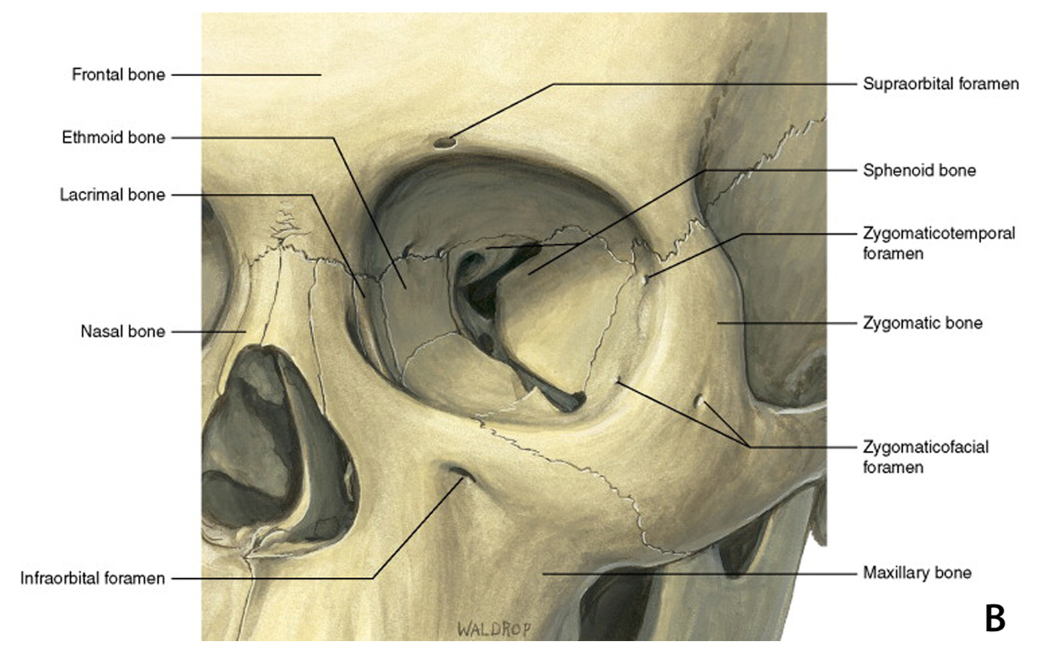 diagram The orbital compartment is a closed compartment and the walls are comprised of 7 bones