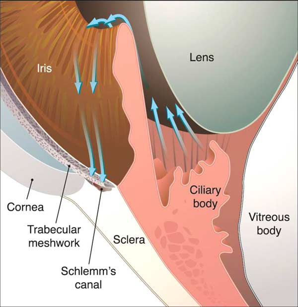 A new angle on ocular development 