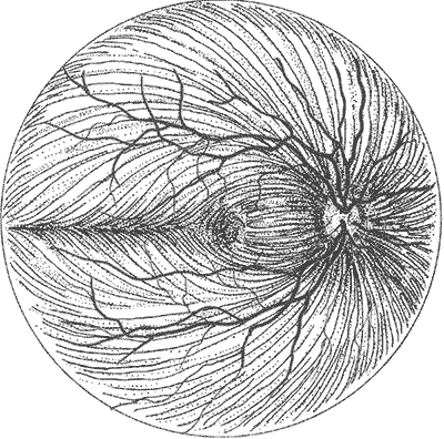 The pattern of travel of the axons in the retinal nerve fiber layer 