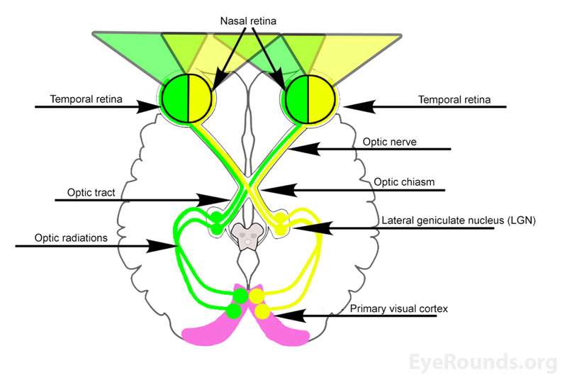 Visual processing begins with the retina which transmits impulses to the optic nerves. The impulses continue through the optic chiasm, optic tracts, lateral geniculate nuclei, optic radiations, and terminate at the primary visual cortex.