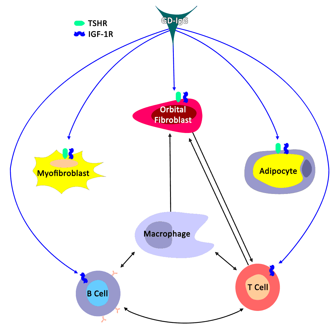  Thyroid Eye Disease Activation Model.