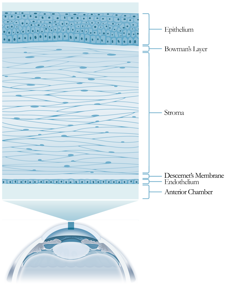 Layers from anterior to posterior: the epithelium, Bowman's layer, stroma, Descemet's membrane, and endothelium. 